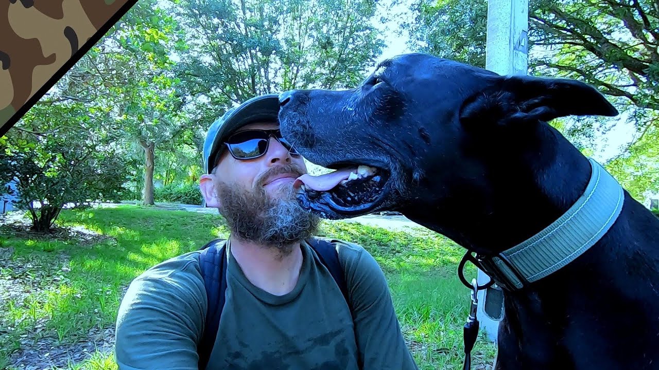 Feeding My Great Dane Dog, Scheduled or Free Feeding?