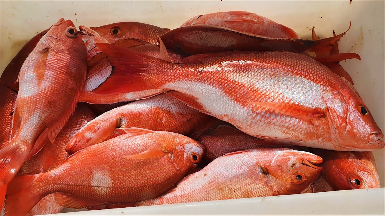 Catching One Of The Best Tasting Fish In The Ocean - HAND LINE FISHING A  CARIBBEAN REEF 