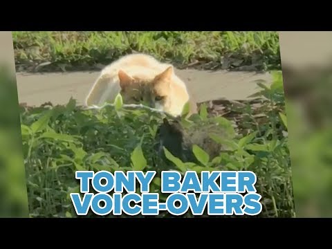 OFFICIAL Tony Baker Voice Over Compilation - Sneaky Cats!