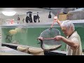 一大プロジェクト、ピラルクー 引っ越し大作戦。無事成功なるか。[アクアリウム]