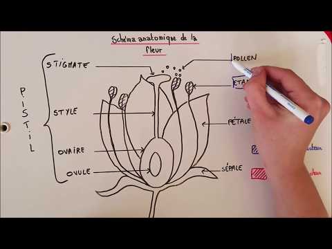 Vidéo: Qu'est-ce qu'un embryon en fleur ?