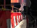 バネ人間の後継者が発見されるw 【逆再生】#shorts #おもしろ #やってみた #ネタ #逆再生 #解放エクササイズ