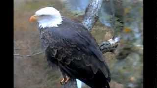 DECORAH EAGLES 10/18/2012     7:59 AM    EAGLE ON NEST WITH CLOSE UPS