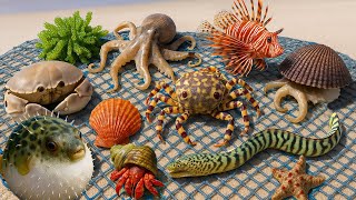 🐟 Coastal Foraging | Moray Eel 🐍, Spotted Box Crab 🦀, Lionfish 🐠, Pufferfish 🐡, Octopus 🐙 & Scallops