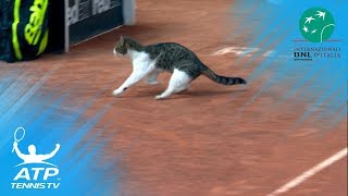 Cat invades tennis court, nearly gets hit! | Rome 2018 screenshot 4
