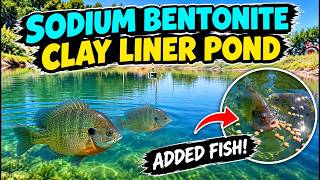 I Sealed My Pond With Sodium Bentonite… Then Added Fish! #Pond #SodiumBentonite #FishPond @cutweldngrind