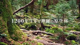 『樹海村』×山梨県