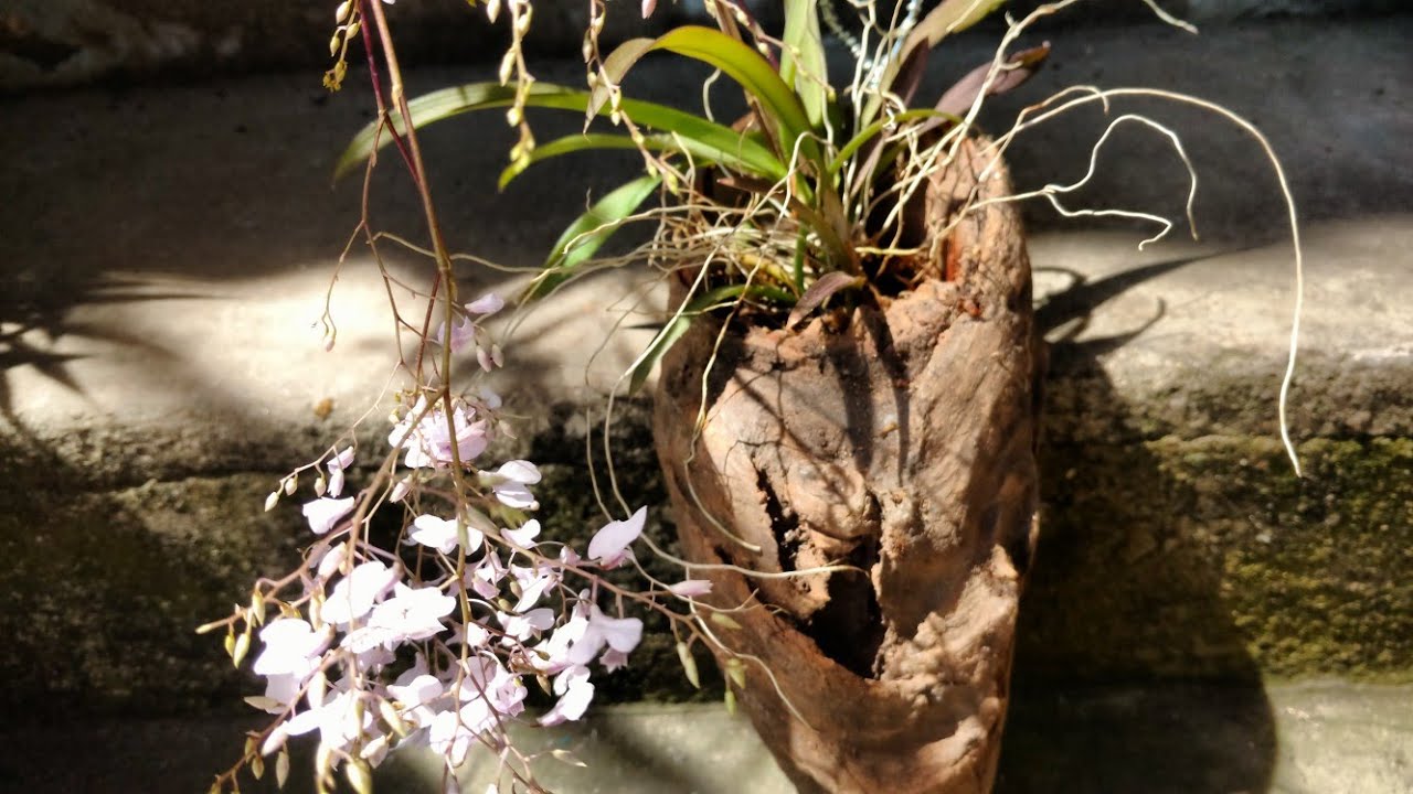 Orquídea Chuva De Ouro (Oncidium) - Cultivo e Curiosidades