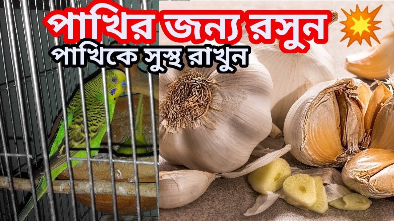Use garlic for birds,birds health problem & treatment by garlic পাখির জন্য রসুন, YouTube