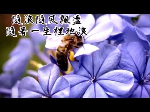 陈慧娴《人生何处不相逢》，每次不开心都听，治疗心伤神曲