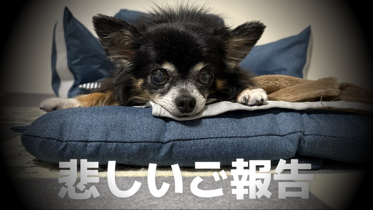 #120悲しいご報告