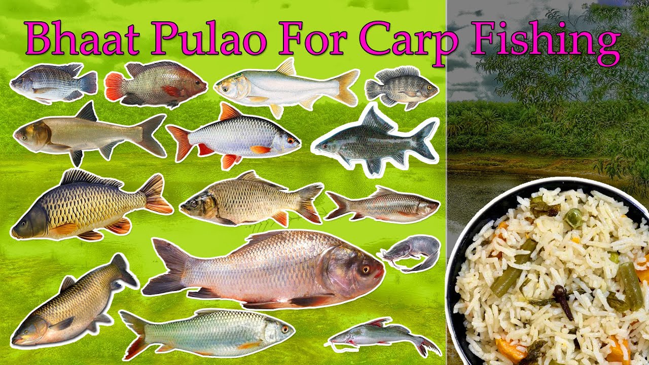 Bhaat Pulao For Carp Fishing