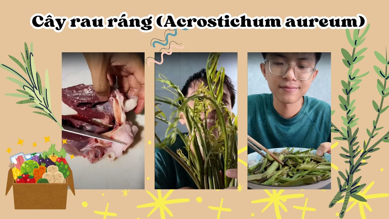Cây rau ráng (Acrostichum aureum) #food #cooking - YouTube