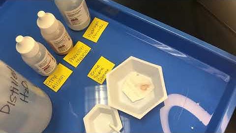 Kastle-Meyer Presumptive Blood Test