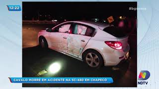 Cavalo morre em acidente na SC-480 em Chapecó
