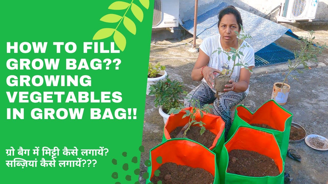 HOW TO FILL A GROW BAG GROWING VEGETABLES IN GROW BAG सब्ज़ियां कैसे उगायें ROXX GARDEN