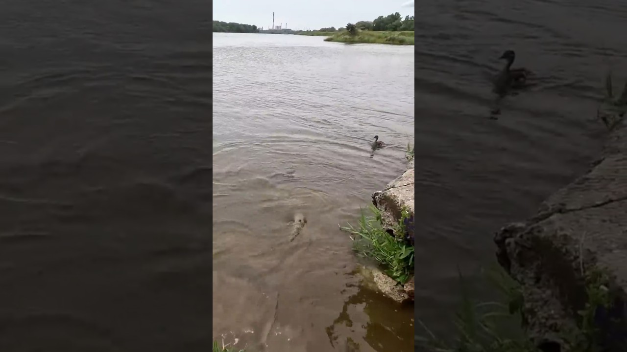 Atak suma na kaczki ⁉️⁉️⁉️