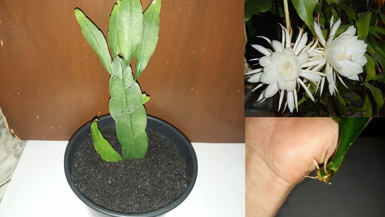 Flor dama da noite: 3 dicas para cuidar da Epiphyllum oxypetalum.
