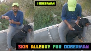 Doberman Skin Allergy | TAMIL | RAGUL RAM by Ragul Ram 8,773 views 3 years ago 10 minutes, 3 seconds