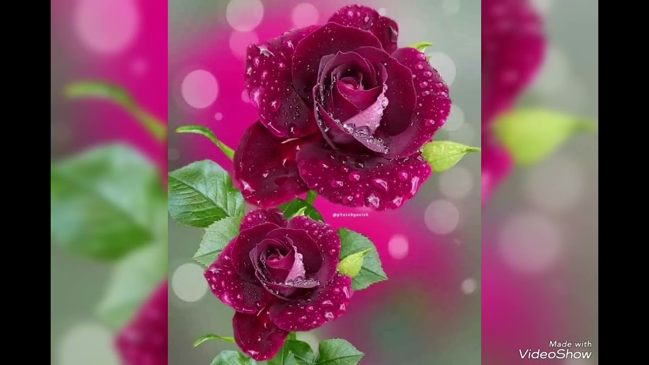 عزف على العود 🎧