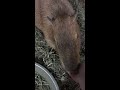 Ever fed a capybara before?