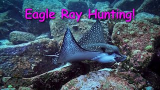 Athlete Statistics Eagle Ray Hunting!