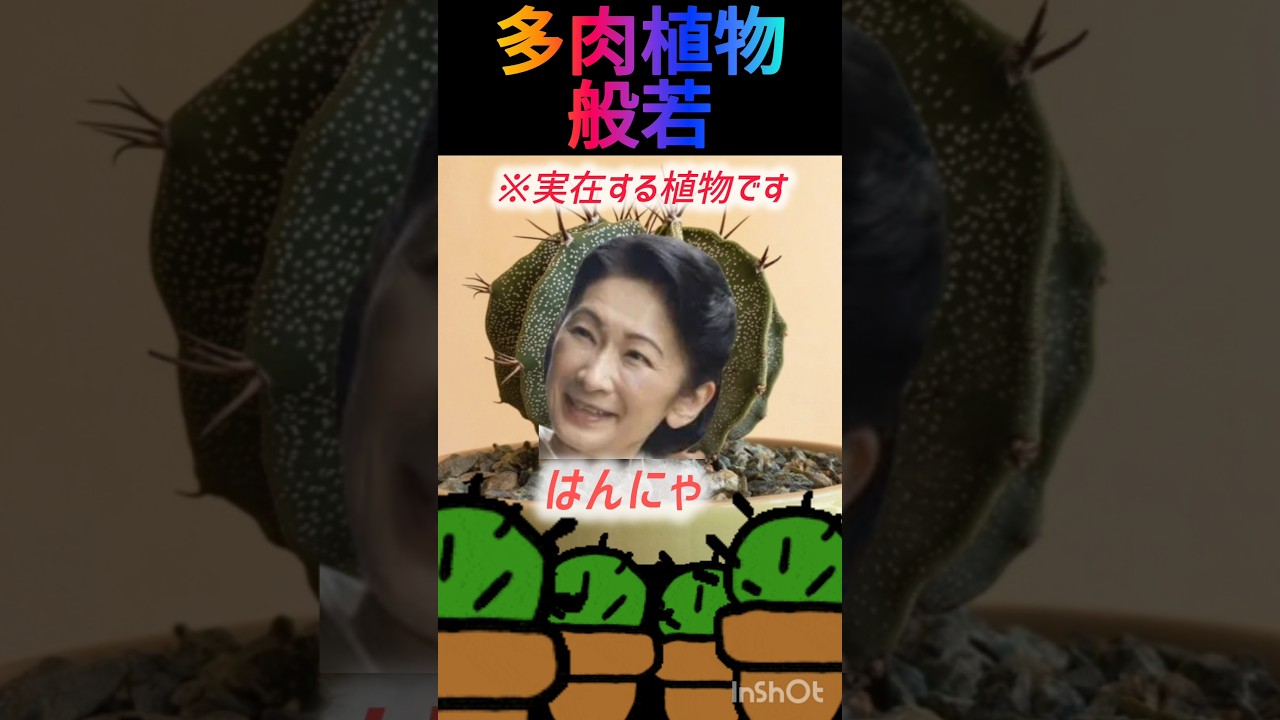 ⚠️取り扱い注意🌵 - YouTube