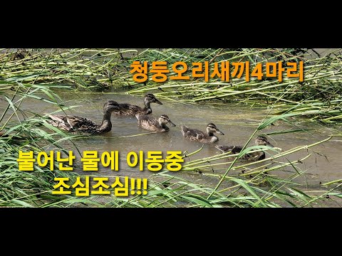 청둥오리 육추 mullet meat 장마로 불어난물에 4마리 새끼와 함께 이동중☆☆☆ 가장위험한 시기 꼭 살아있기 !!!