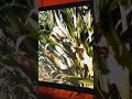 Corn.mp4