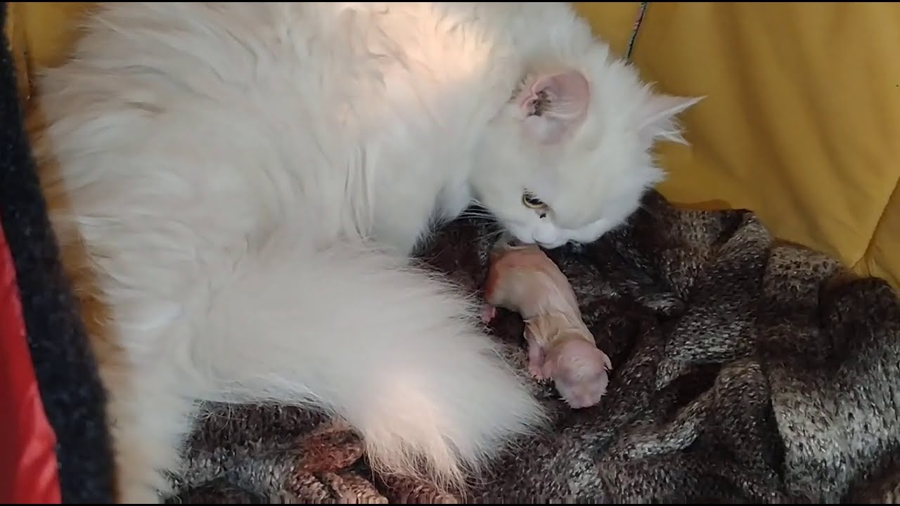 Cat Giving Birth To 3 Kittens With Complete Different Colours Cat