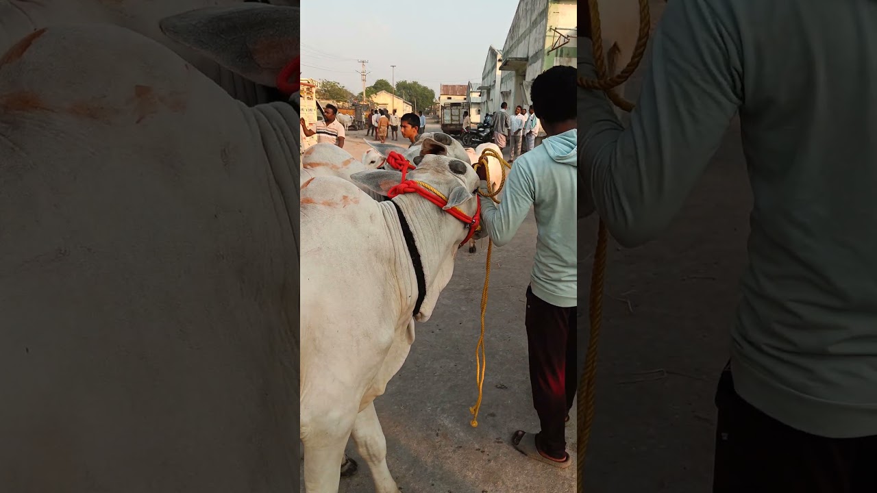 జత 85 వేలు | Ongole Bulls | Ongole calf | Ongole Cattle | Shaik Farm Saida