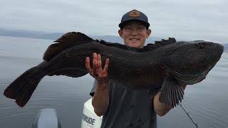 HUGE 25lb Lingcod from Big Sur!