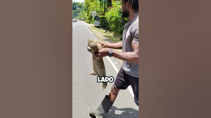 Quick Rescue! Saving a Sloth on the Road 🦥✨ #shorts
