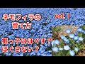 ネモフィラの育て方　根っこをほぐすべき？ほぐさないべき？