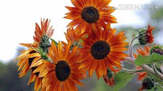 Sunflower All About Sunflowers Popular Varieties Spring Gardening