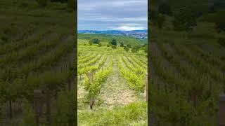 Vinuri De Top La Prețuri Incredibile Oferim Cele Mai Bune Oferte Online