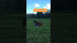 مواقف طريفة للخيول