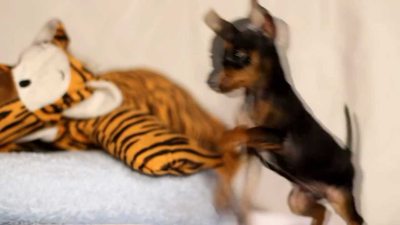 Fender Precision Bass Ornamente Clé de sol - PRAGUE RATTER