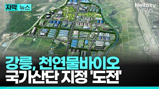 강릉, 천연물바이오 중심도시로…내년 국가산단 지정 &#39;도전&#39; | #헬로tv뉴스 #자막뉴스