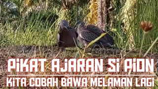 Pikat Ajaran Si Pion Kita Bawa Melaman Kembali...