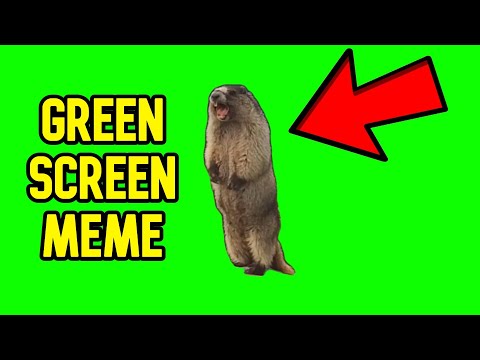 Marmot screaming on Blackcomb Mountain Green Screen hindi - GREEN SCREEN MEMES #8