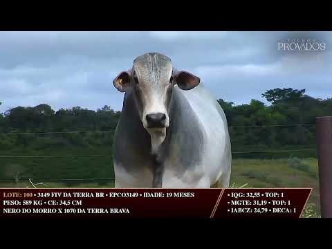 LOTE 100   EPCO 3149