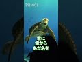 【神回】クラッシュに名前を教えないとこうなります【タートルトーク】 #Shorts