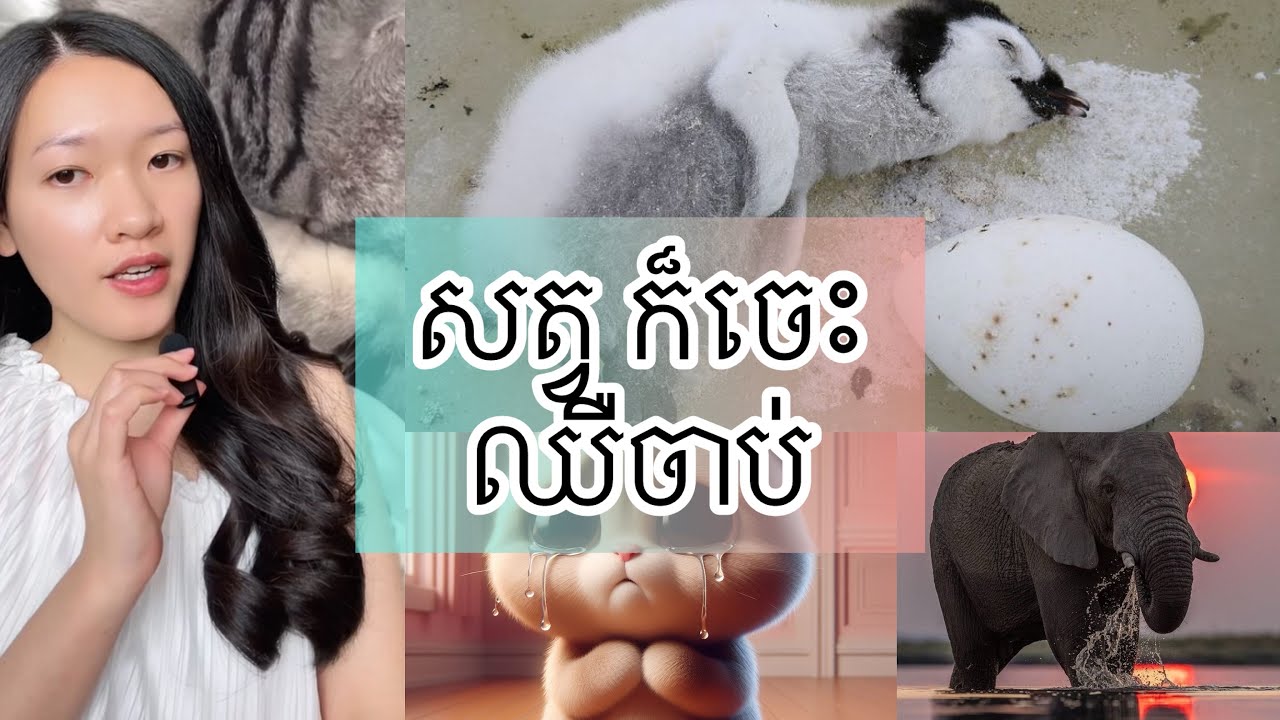 សត្វ ក៏ចេះឈឺ ចាប់ - sad Animal Reaction