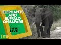 Animal Adaptations and Behaviors