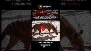 They Didn't Know This Was Goodbye Forever #LostSpecies #HistoricalFootage #AnimalHistory
