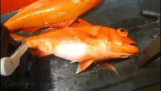 Mancing ruby bagong || Tehnik Dasaran  #spotjigging  #mandas