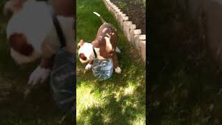 Maya Apbt Rednose Chocolate