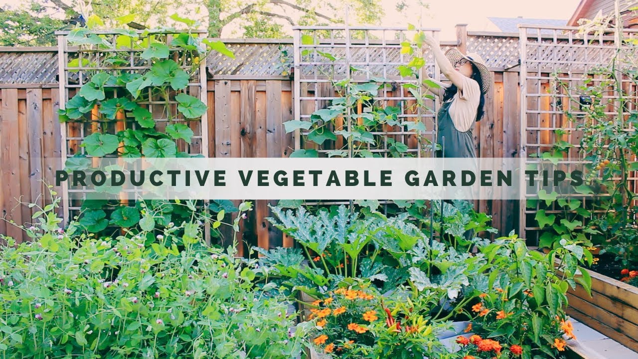 Summer Harvest 8 Vegetable Gardening Tips for Beginners Pro Tip