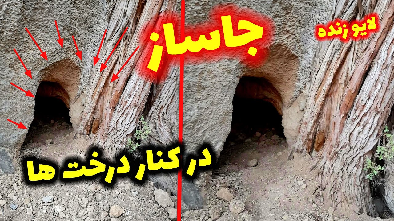 پیدا کردن جاساز در کنار درخت های مقدس